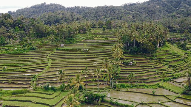 Bali'de palmiyelerle çevrili teraslı pirinç tarlaları